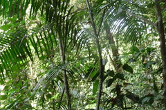 Calamus dransfieldii